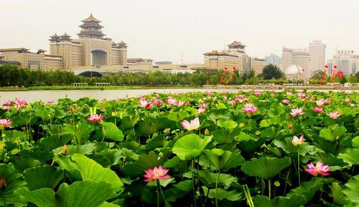 美丽的荷花池公园