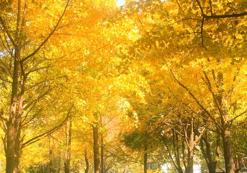 惠溪公园的秋天