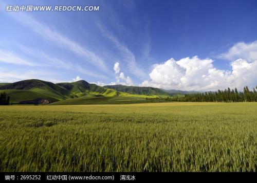 那个麦田