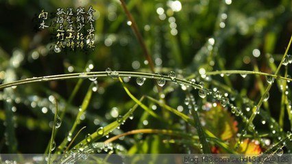 雨恋草