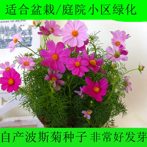 格桑花发芽