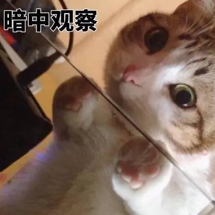 猫的观察