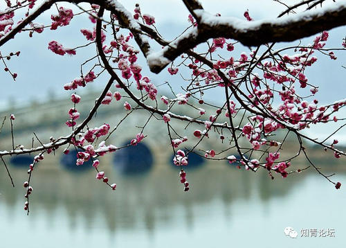 靠窗的梅花