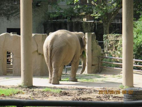 参观上海动物园