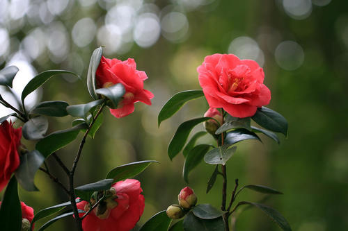 山茶花在心脏