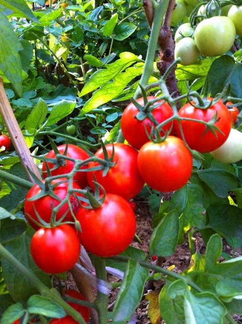 手工种植的小西红柿