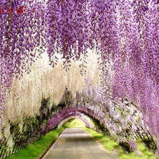 紫藤罗瀑布模仿梅花