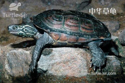 中国乌龟野外生存班