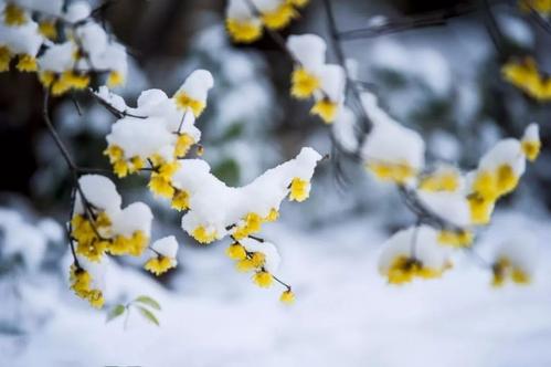 冬季李子在雪中