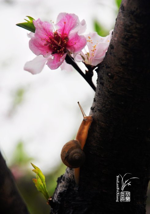 蜗牛和桃花