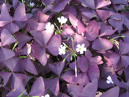 紫色wood浆草