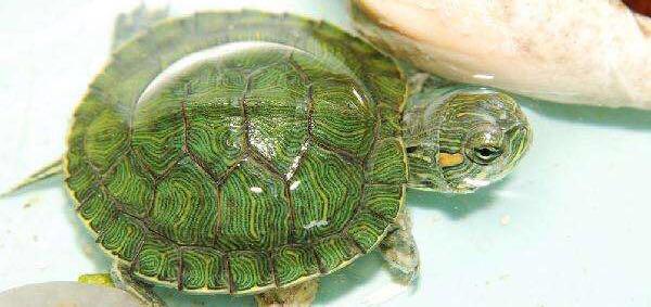 我的小乌龟好可爱