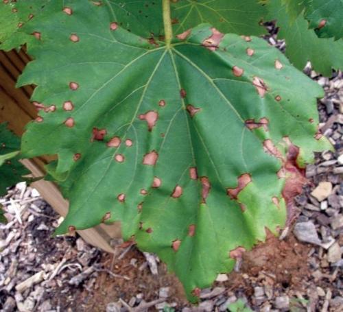 速生植物与人类健康