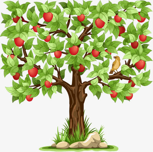四个季节的苹果树