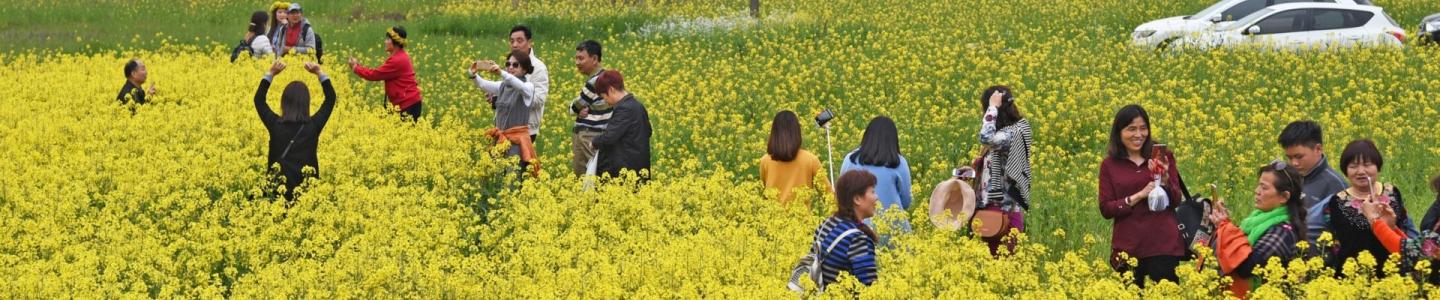 花椰菜干