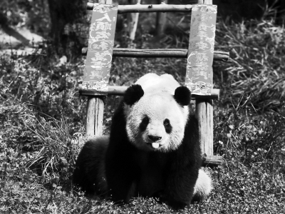 我的“熊猫”