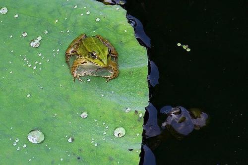舌尖上的“小青蛙”