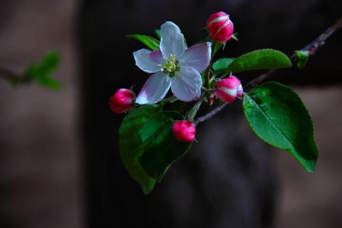 最美丽的故乡苹果花