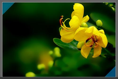 那朵灿烂的黄刺槐花