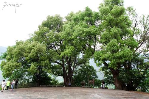 古代榕树在学校