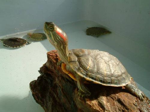 巴西乌龟“豌豆”