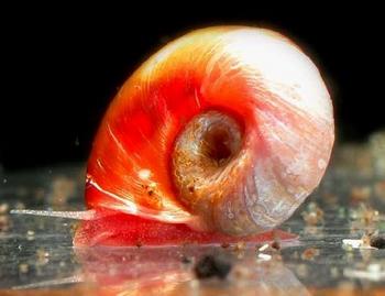 可爱的苹果蜗牛