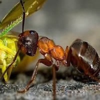小蚂蚁，强大