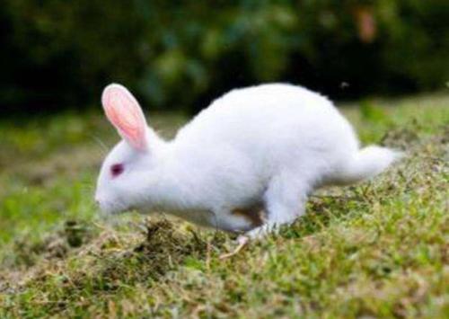 兔子好可爱