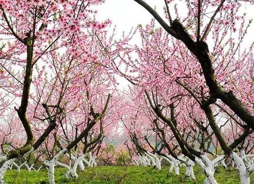 漂亮的桃花