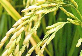水稻种植过程