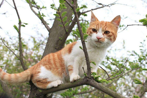 小猫胜过爬树