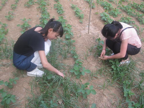 除草实践活动