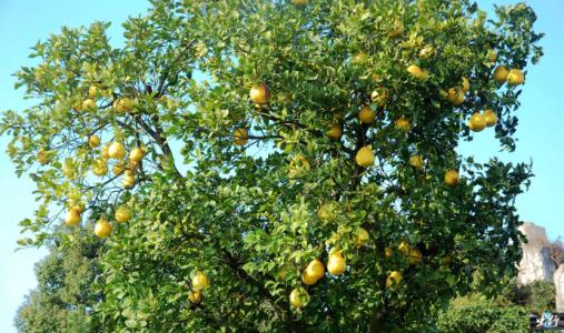 葡萄柚树