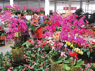 参观农历新年花卉市场