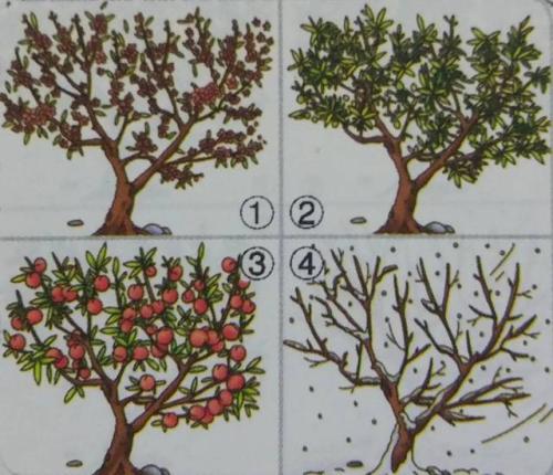 桃树的四个季节