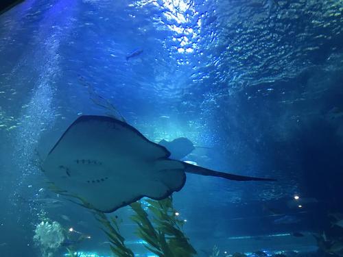 水族馆里的表情符号