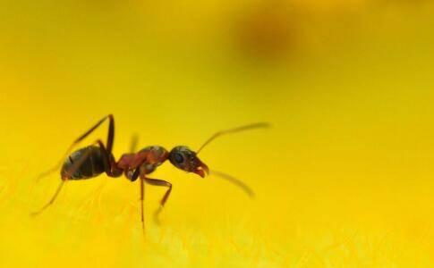 伟大的蚂蚁