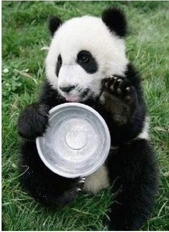 贪婪的熊猫