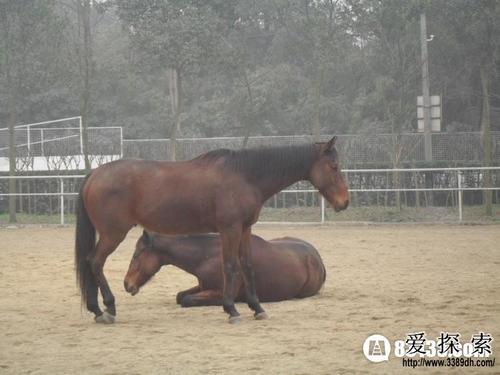 马为什么要站起来睡觉