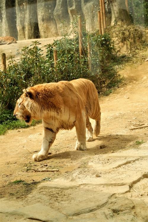 游览富阳野生动物园