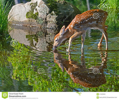 小鹿在找水