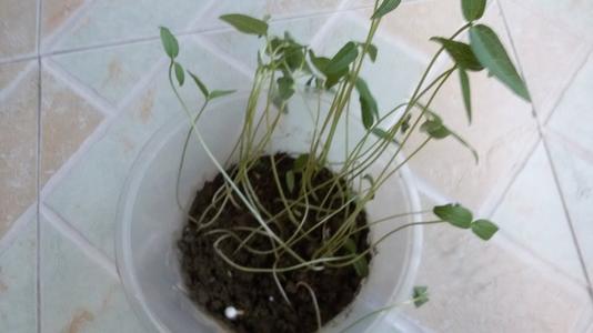 我的绿豆幼苗