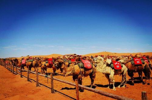 骑骆驼参加江南之旅
