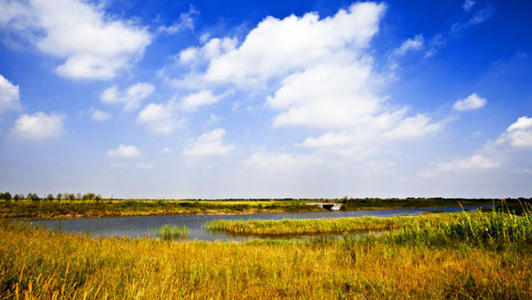 美丽的杭州湾湿地-里德当