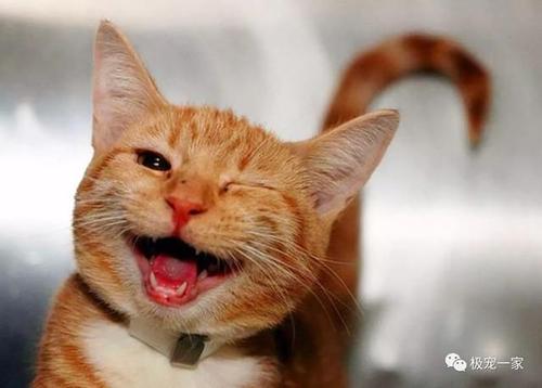 美妙的笑猫