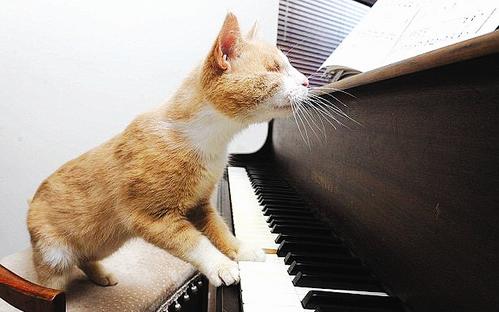 可爱的小野猫在钢琴店