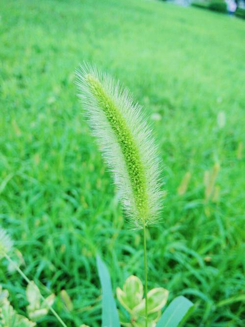 开花的狗的尾巴草