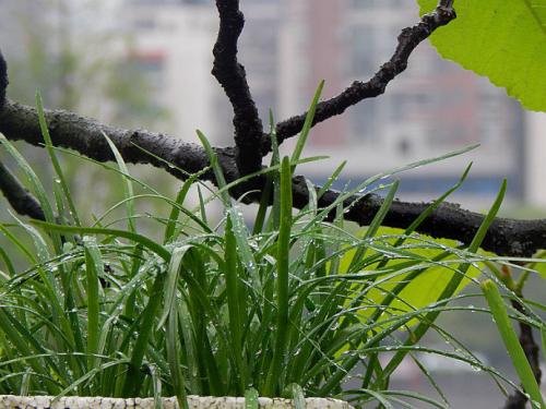 春天的天气和雨