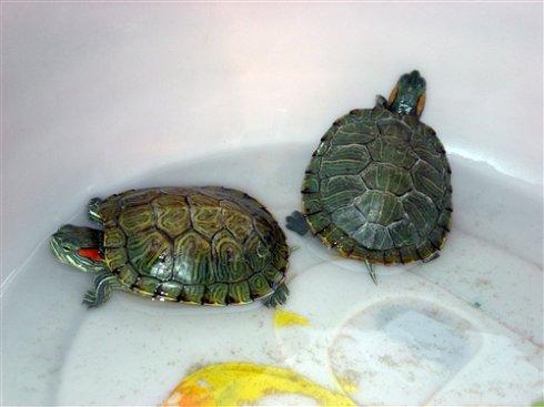 两只可爱的小乌龟
