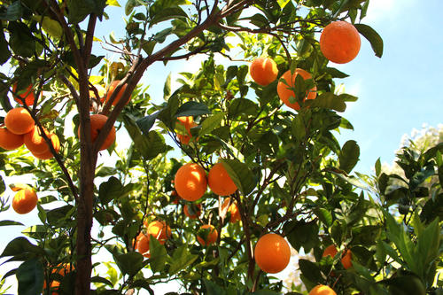 童年时代的柑橘树